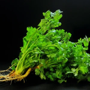 Cilantro Plants Live for Planting - 3 Healthy Cilantro Vegetable Plants (4-6 inches Tall)