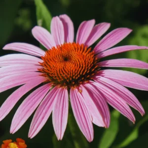 Purple Echinacea Plants Roots - 3 Live Coneflower Plants (3-5 inches Tall)