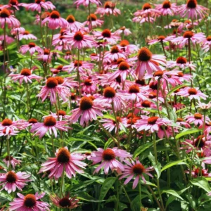 Purple Echinacea Plants Roots - 3 Live Coneflower Plants (3-5 inches Tall)