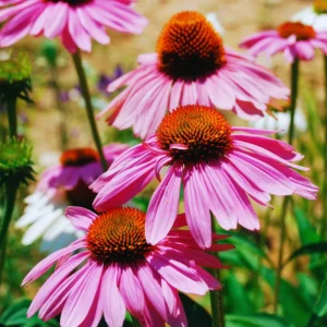 Purple Echinacea Plants Roots - 3 Live Coneflower Plants (3-5 inches Tall)