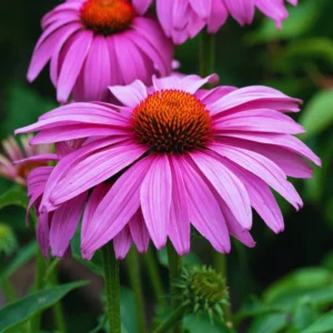 Purple Echinacea Plants Roots - 3 Live Coneflower Plants (3-5 inches Tall)