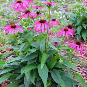 Set of 6 Purple Echinacea Coneflower Roots - Live Plants for Your Garden
