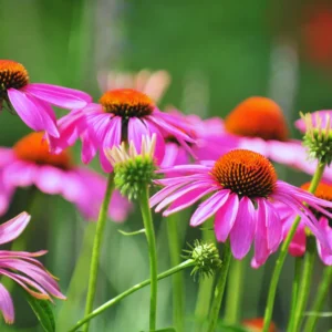 Set of 6 Purple Echinacea Coneflower Roots - Live Plants for Your Garden