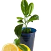 Meyer Lemon Tree Live Plant, 8-12" Tall, Meyer Lemon Bush Live Plants, Citrus meyeri, Meyer Indoor Outdoor Lemon Tree