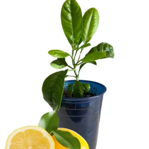 Meyer Lemon Tree Live Plant, 8-12" Tall, Meyer Lemon Bush Live Plants, Citrus meyeri, Meyer Indoor Outdoor Lemon Tree