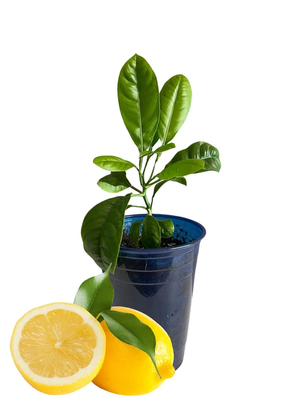 Meyer Lemon Tree Live Plant, 8-12" Tall, Meyer Lemon Bush Live Plants, Citrus meyeri, Meyer Indoor Outdoor Lemon Tree