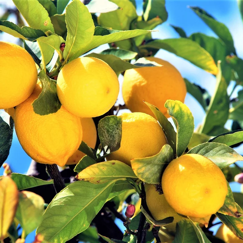 Meyer Lemon Tree Live Plant, 2-3" Tall, Meyer Lemon Bush Live Plants, Citrus meyeri, Meyer Indoor Outdoor Lemon Tree