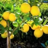 Meyer Lemon Tree Live Plant, 4-5" Tall, Meyer Lemon Bush Live Plants, Citrus meyeri, Meyer Indoor Outdoor Lemon Tree