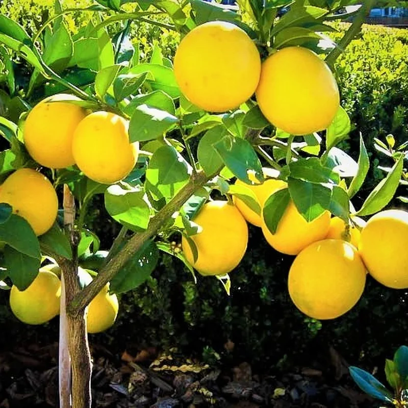 Meyer Lemon Tree Live Plant, 4-5" Tall, Meyer Lemon Bush Live Plants, Citrus meyeri, Meyer Indoor Outdoor Lemon Tree
