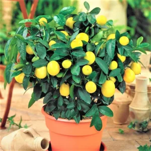 Meyer Lemon Tree Live Plant, 4-5