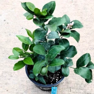 Meyer Lemon Tree Live Plant, 12-15" Tall, Meyer Lemon Bush Live Plants, Citrus meyeri, Meyer Indoor Outdoor Lemon Tree