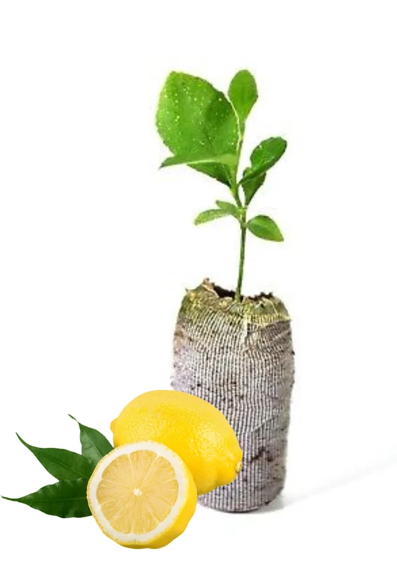Meyer Lemon Tree Live Plant, 2-3" Tall, Meyer Lemon Bush Live Plants, Citrus meyeri, Meyer Indoor Outdoor Lemon Tree