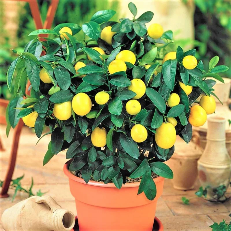 Meyer Lemon Tree Live Plant, 2-3" Tall, Meyer Lemon Bush Live Plants, Citrus meyeri, Meyer Indoor Outdoor Lemon Tree