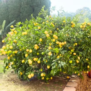 Meyer Lemon Tree Live Plant, 4-5