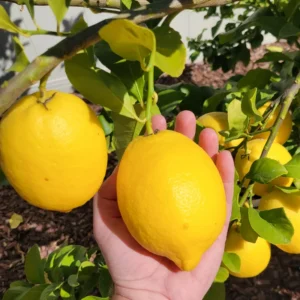 Meyer Lemon Tree Live Plant, 8-12