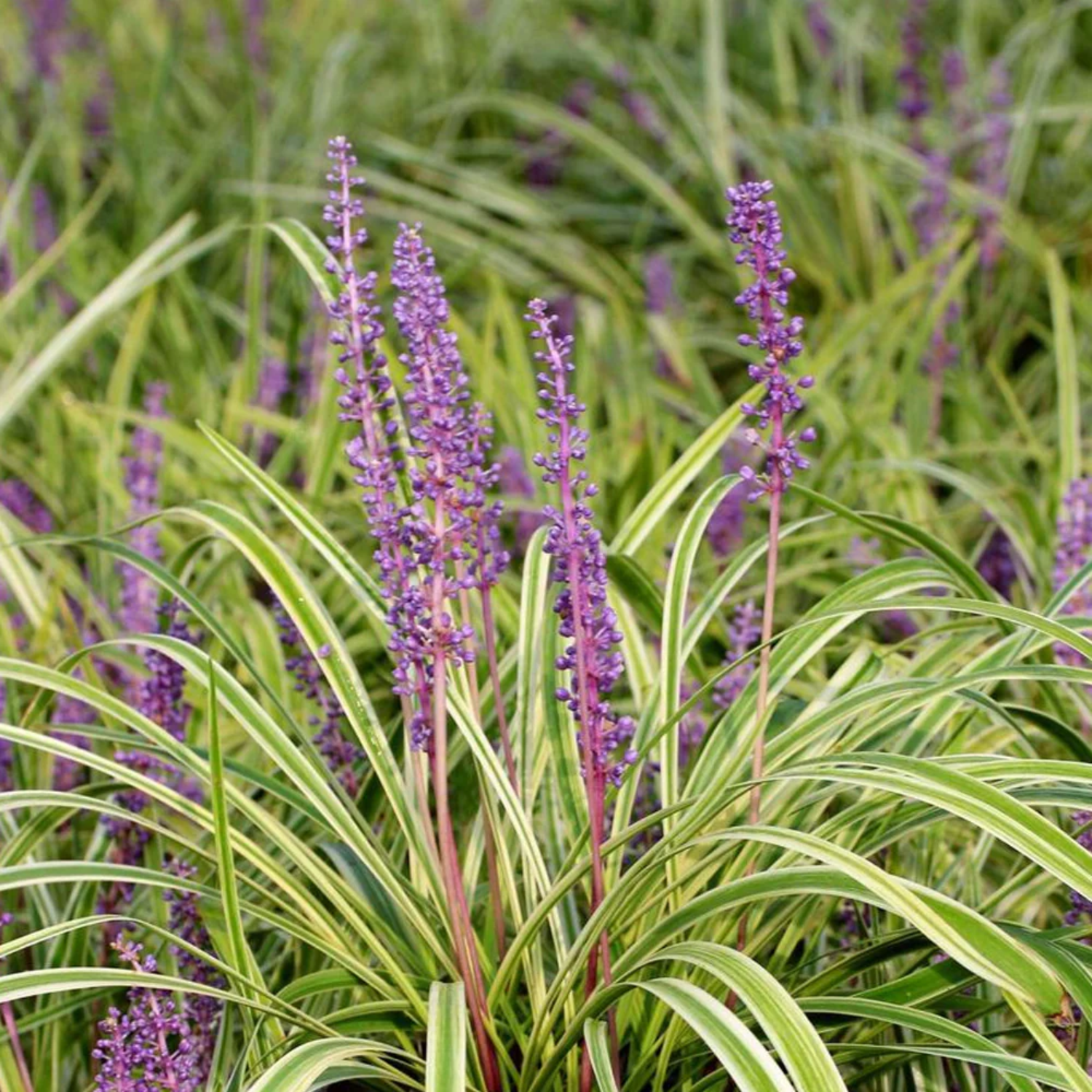 Liriope Variegated Lilyturf Grass Live Plant in 2.5-Inch Pot - Ornamental Groundcover for Landscaping - Image 3