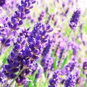 2 Grosso Lavender Plants Live, Live Lavender Plant Indoor Outdoor Growing Garden, Live Lavender Plant, 4 Inch Pot, Edible Herb, Perennial Flowering Herb Perennial Flowering Herb