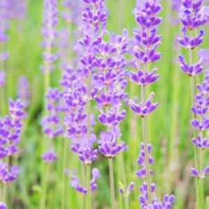 2 Grosso Lavender Plants Live, Live Lavender Plant Indoor Outdoor Growing Garden, Live Lavender Plant, 4 Inch Pot, Edible Herb, Perennial Flowering Herb Perennial Flowering Herb