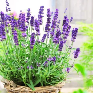 2 Lavender Plants Live, Live Lavender Plant Indoor Outdoor, Edible Herb