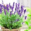 2 Grosso Lavender Plants Live, Live Lavender Plant Indoor Outdoor Growing Garden, Live Lavender Plant, 4 Inch Pot, Edible Herb, Perennial Flowering Herb Perennial Flowering Herb