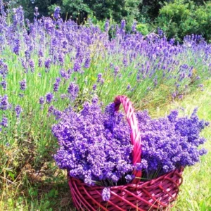 2 Grosso Lavender Plants Live, Live Lavender Plant Indoor Outdoor Growing Garden, Live Lavender Plant, 4 Inch Pot, Edible Herb, Perennial Flowering Herb Perennial Flowering Herb