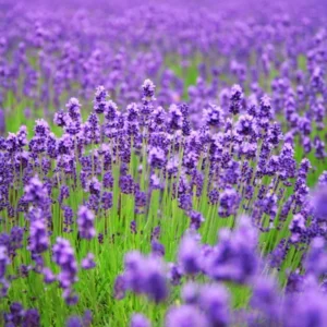 2 English Lavender Plants Live, Live Lavender Plant Indoor Outdoor, Live Lavender Plant, 4 Inch Pot Lavender Plants Live, Edible Herb, Perennial Flowering Herb