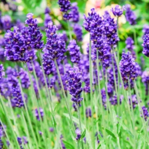 2 English Lavender Plants Live, Live Lavender Plant Indoor Outdoor, Live Lavender Plant, 4 Inch Pot Lavender Plants Live, Edible Herb, Perennial Flowering Herb