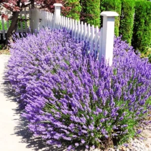 2 English Lavender Plants Live, Live Lavender Plant Indoor Outdoor, Live Lavender Plant, 4 Inch Pot Lavender Plants Live, Edible Herb, Perennial Flowering Herb