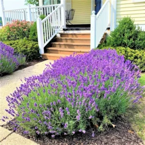 2 English Lavender Plants Live, Live Lavender Plant Indoor Outdoor, Live Lavender Plant, 4 Inch Pot Lavender Plants Live, Edible Herb, Perennial Flowering Herb