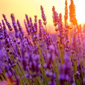 4 Provence Lavender