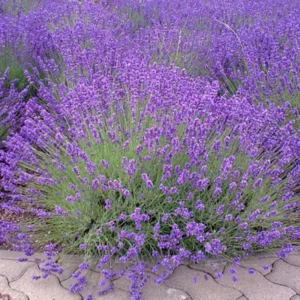 4 Hidcote Lavender