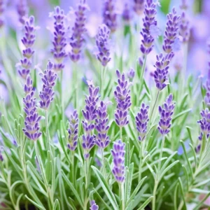 4 Grosso Lavender