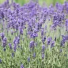 4 Munstead Lavender
