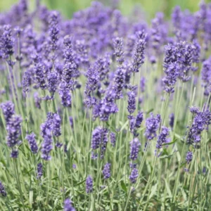 4 Munstead Lavender