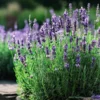 4 Hidcote Lavender
