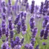 4 Goodwin Creek Lavender