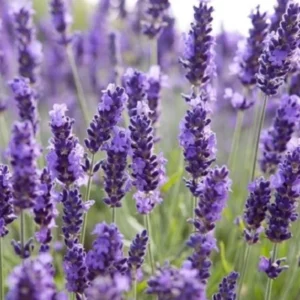 4 Goodwin Creek Lavender