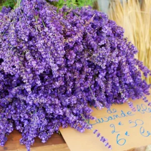 2 Goodwin Creek Lavender Plants Live, Live Lavender Plant Indoor Outdoor, Live Lavender Plant, 4 Inch Pot, Lavender Plants Live, Edible Herb, Perennial Flowering Herb