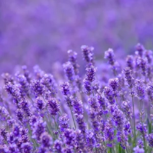 4 Lavender Plants Live, Live Lavender Plant Indoor Outdoor, Perennial Lavender Flower Plants, 4 Inch Pot, Grosso Lavender Plant Pot