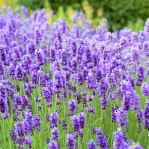 4 Lavender Plants Live, Live Lavender Plant Indoor Outdoor, Perennial Lavender Flower Plants, 4 Inch Pot Provence English Lavender Plants Live, Edible Herb
