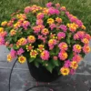 Lot 4 Lantana Live Plant for Planting, Lantana Plants Live, 4 Inch Pot,Perennial Colorful Flowers Starter Lantana Plant