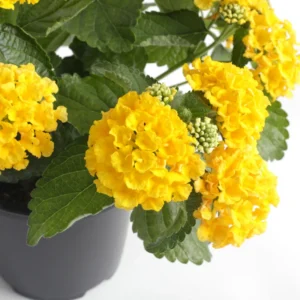Lot 4 Yellow Lantana