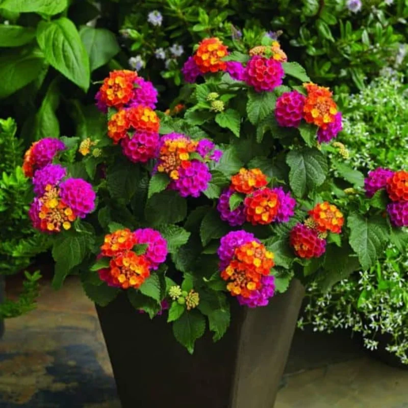 Set 2 Deep Pink Lantana Live Plants For Planting Outdoors, Lantana Plants Live, Well Rooted 4 Inch Pot,Perennial Flower Planting