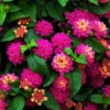 Set 2 Deep Pink Lantana Live Plants For Planting Outdoors, Lantana Plants Live, Well Rooted 4 Inch Pot,Perennial Flower Planting
