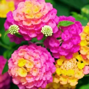 Set 2 Deep Pink Lantana Live Plants For Planting Outdoors, Lantana Plants Live, Well Rooted 4 Inch Pot,Perennial Flower Planting