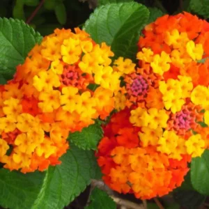 Set 2 Bright Orange Lantana Live Plants For Planting Outdoors, Lantana Plants Live, Well Rooted 4 Inch Pot,Perennial Flower Planting