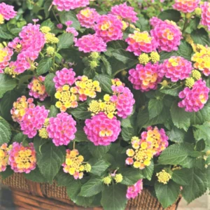 Set 2 Light Pink Lantana Live Plants For Planting Outdoors, Lantana Plants Live, Well Rooted Live Lantana Plants, 4 Inch Pot,Perennial Flower Planting