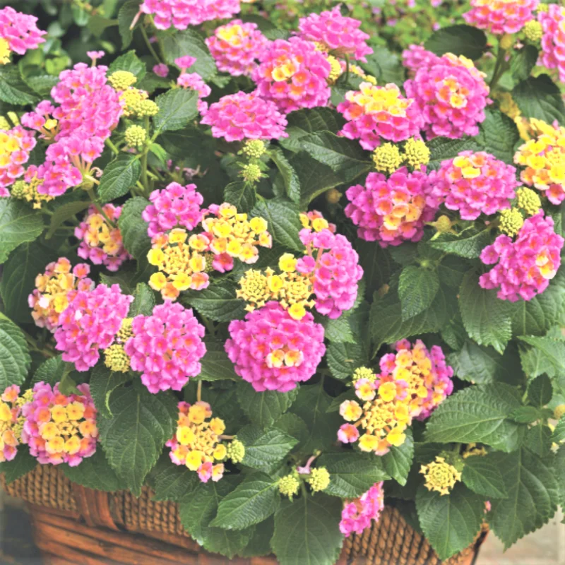 Set 2 Light Pink Lantana Live Plants For Planting Outdoors, Lantana Plants Live, Well Rooted Live Lantana Plants, 4 Inch Pot,Perennial Flower Planting