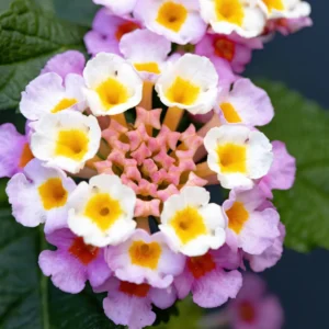 Set 2 Light Pink Lantana Live Plants For Planting Outdoors, Lantana Plants Live, Well Rooted Live Lantana Plants, 4 Inch Pot,Perennial Flower Planting