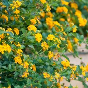 Set 2 Yellow Lantana Live Plants For Planting Outdoors, Lantana Plants Live, Well Rooted 4 Inch Pot,Perennial Flower Planting